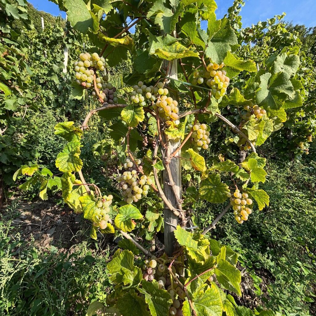 Instagram post from weingut.rauen. This post is in position 1.