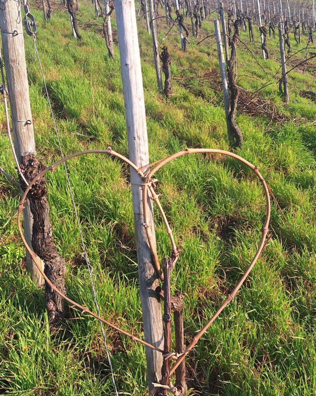 Instagram post from weingut.rauen. This post is in position 1.