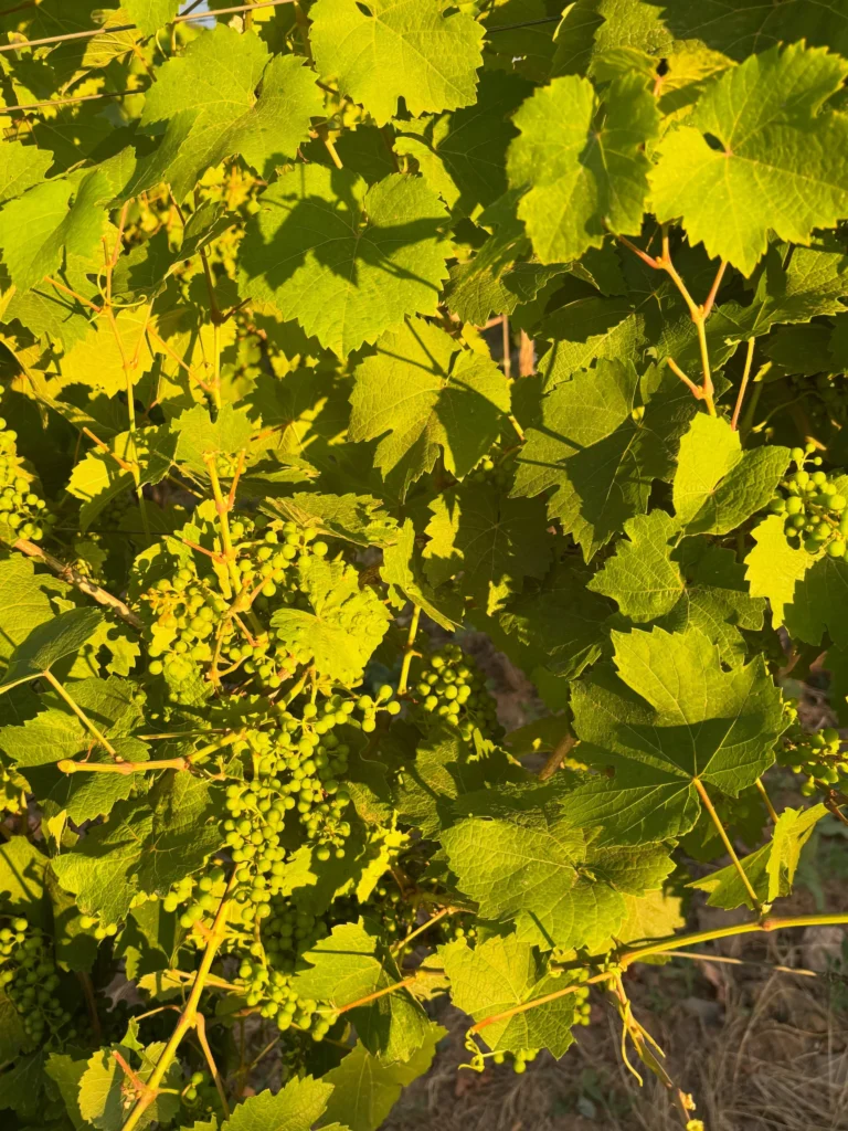 Instagram post from weingut.rauen. This post is in position 3.
