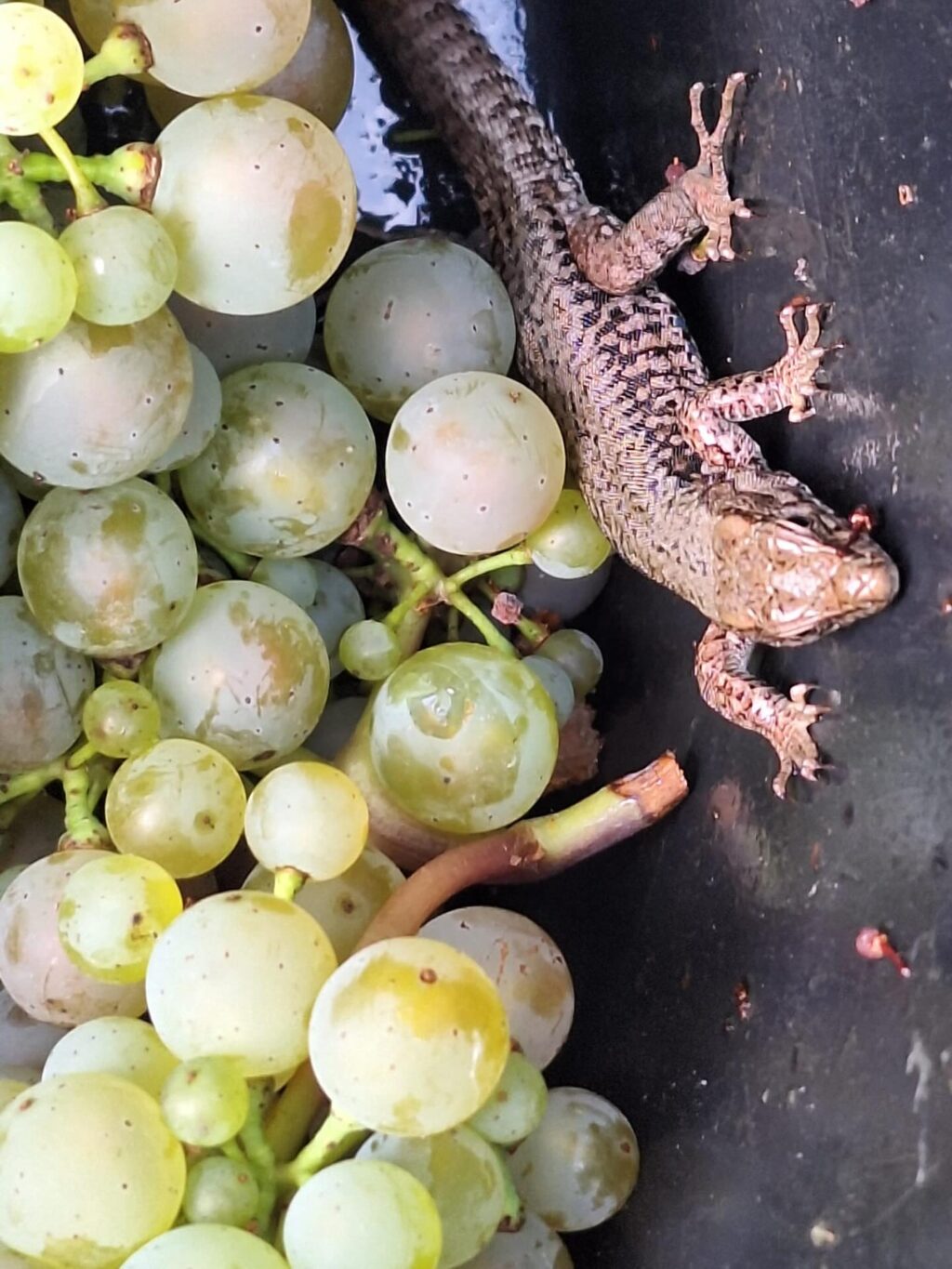 Instagram post from weingut.rauen. This post is in position 4.