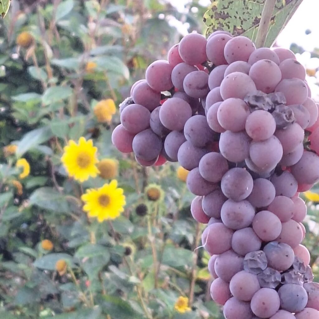 Instagram post from weingut.rauen. This post is in position 1.