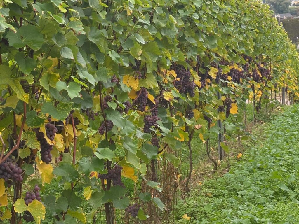 Instagram post from weingut.rauen. This post is in position 4.