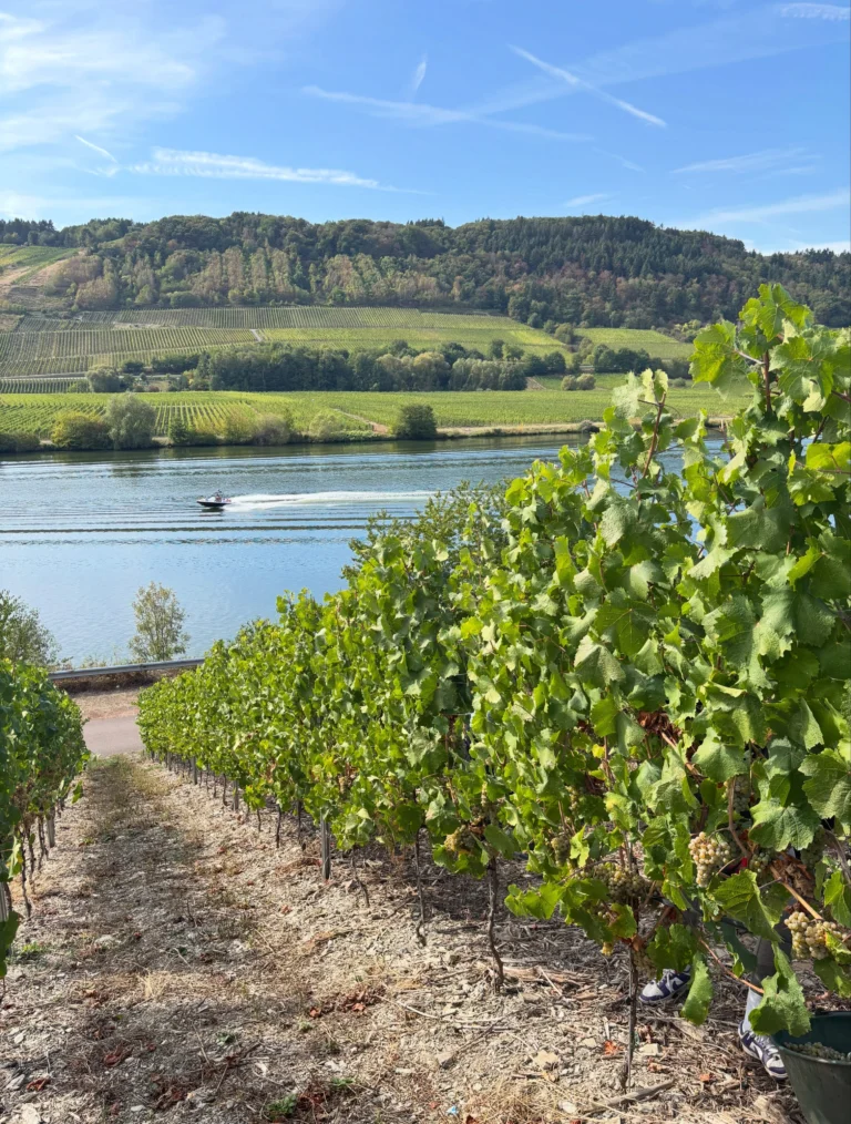Instagram post from weingut.rauen. This post is in position 3.