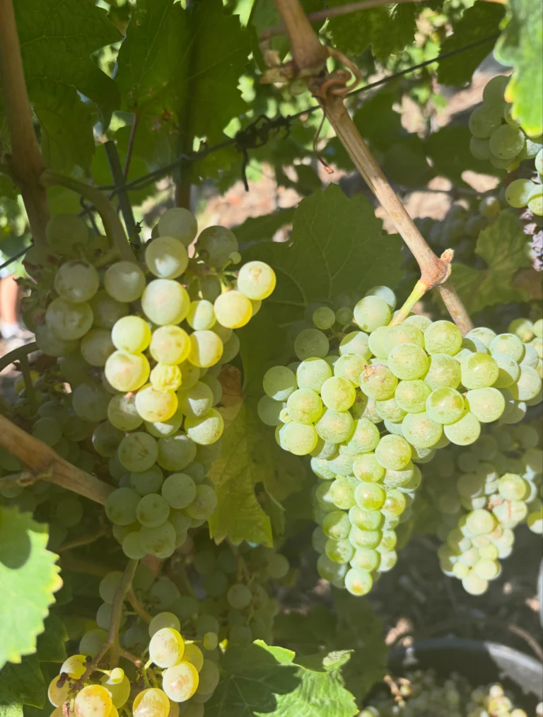 Instagram post from weingut.rauen. This post is in position 2.