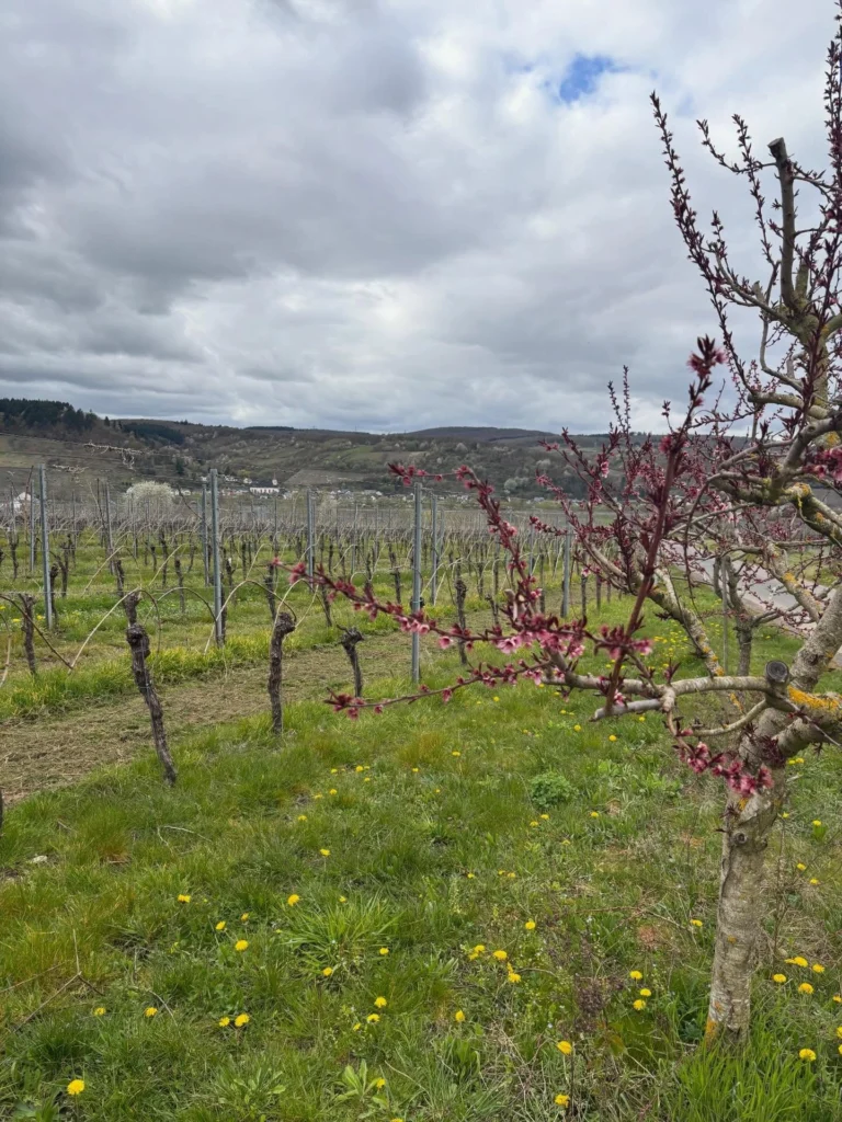 Instagram post from weingut.rauen. This post is in position 0.