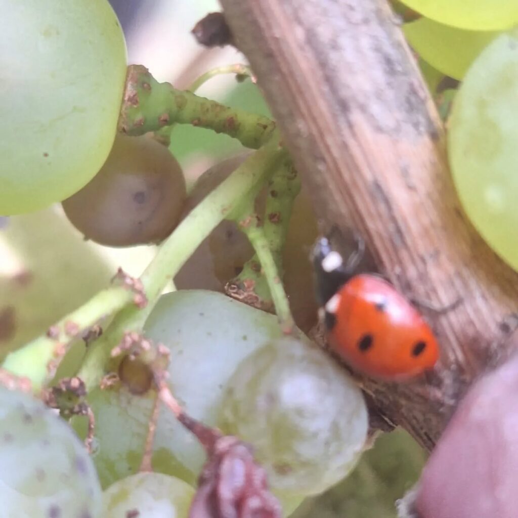 Instagram post from weingut.rauen. This post is in position 2.