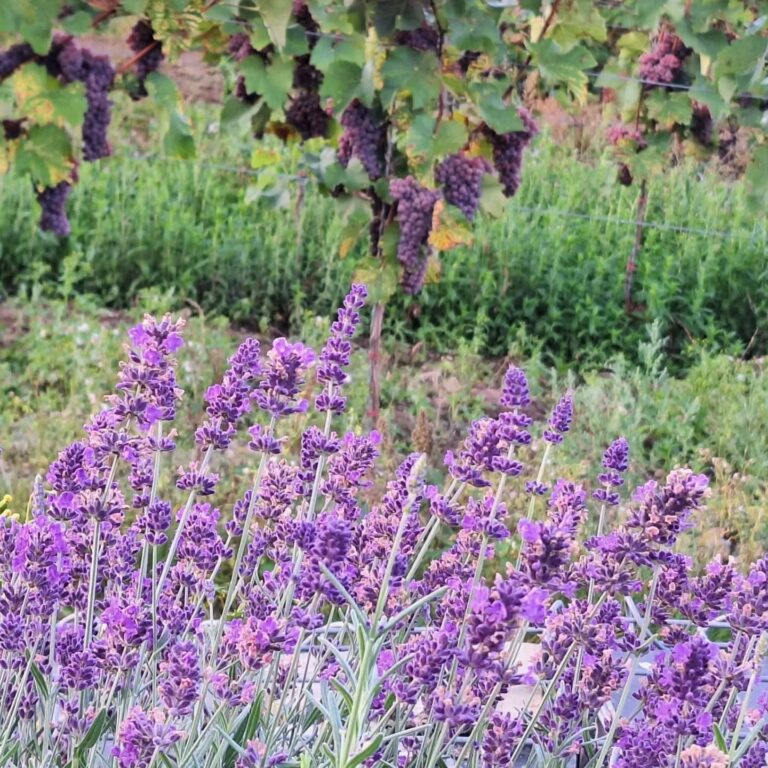 Instagram post from weingut.rauen. This post is in position 18.