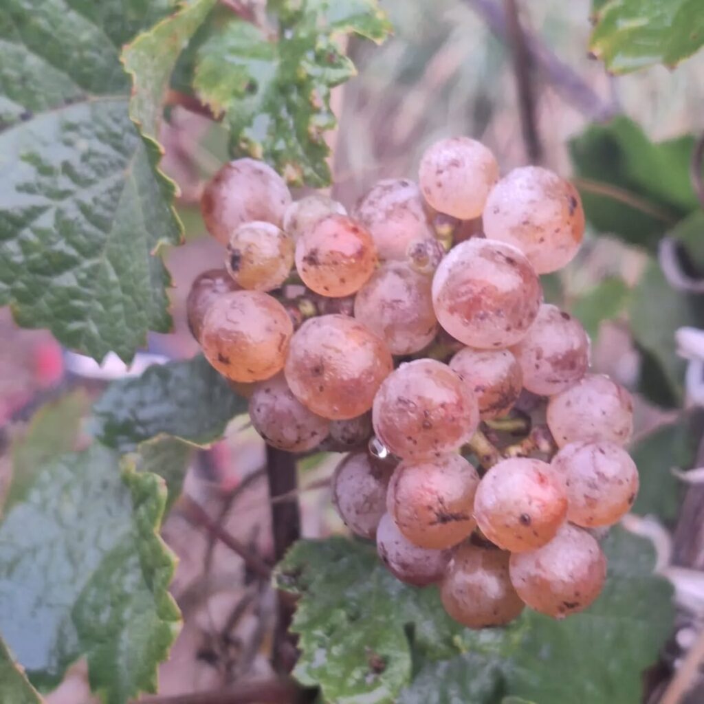 Instagram post from weingut.rauen. This post is in position 7.