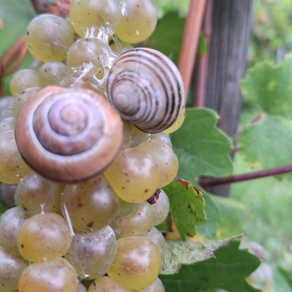 Instagram post from weingut.rauen. This post is in position 3.