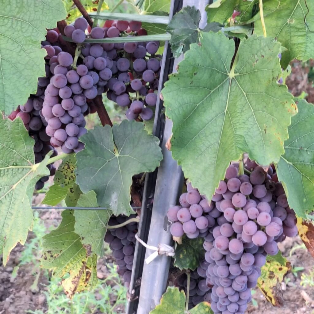 Instagram post from weingut.rauen. This post is in position 4.