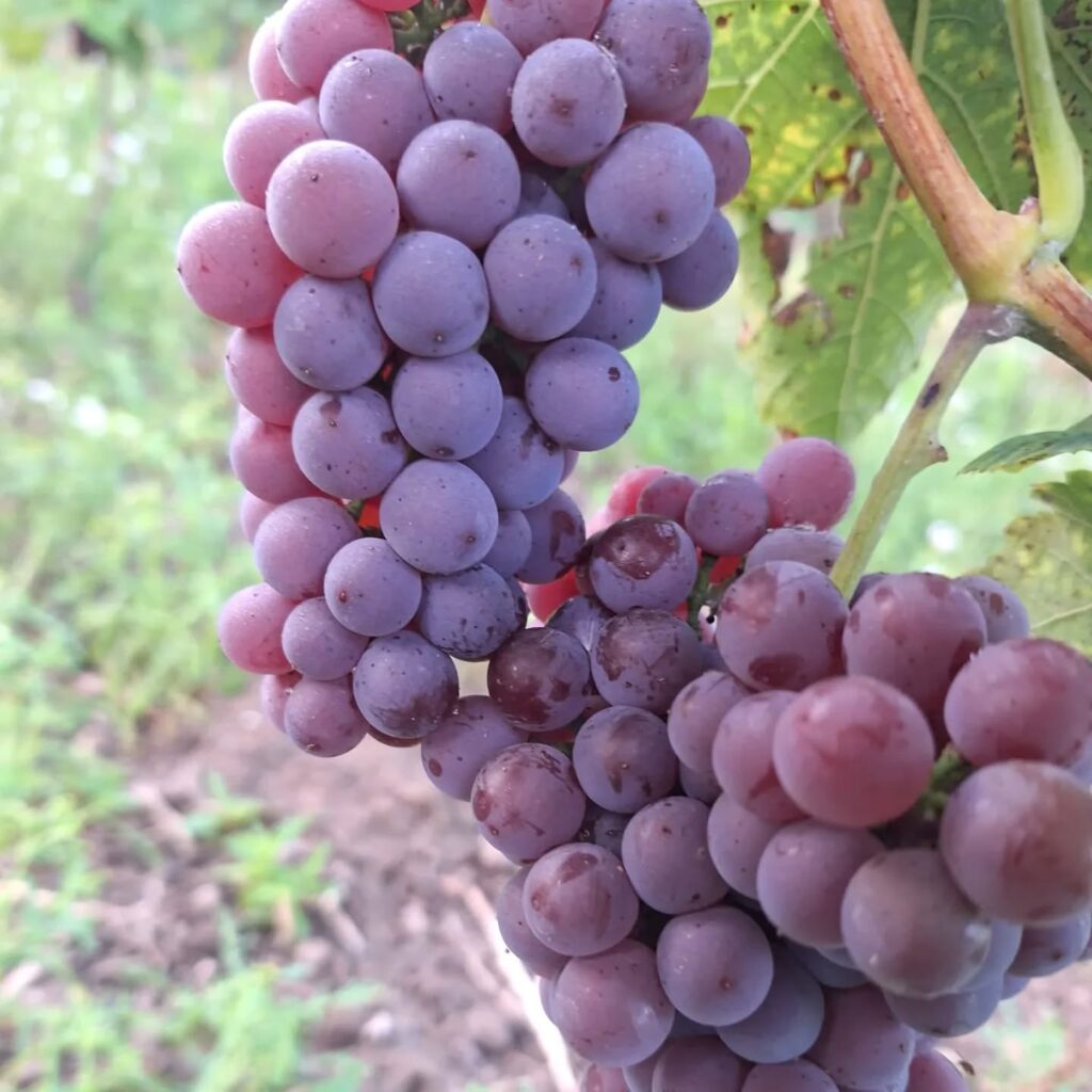 Instagram post from weingut.rauen. This post is in position 3.