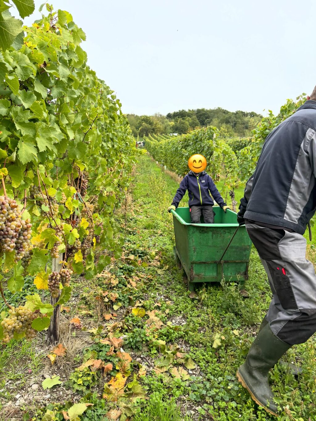 Instagram post from weingut.rauen. This post is in position 5.