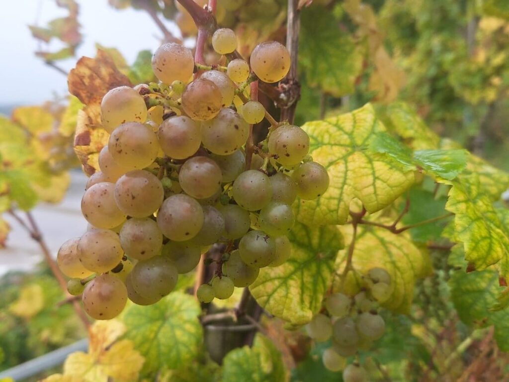 Instagram post from weingut.rauen. This post is in position 2.