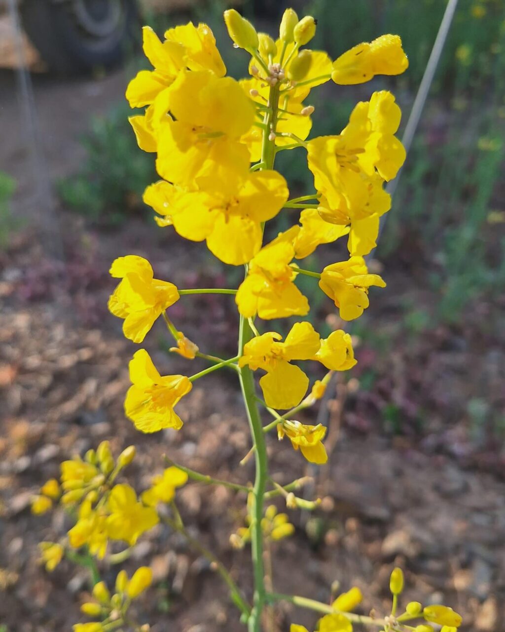 Instagram post from weingut.rauen. This post is in position 5.