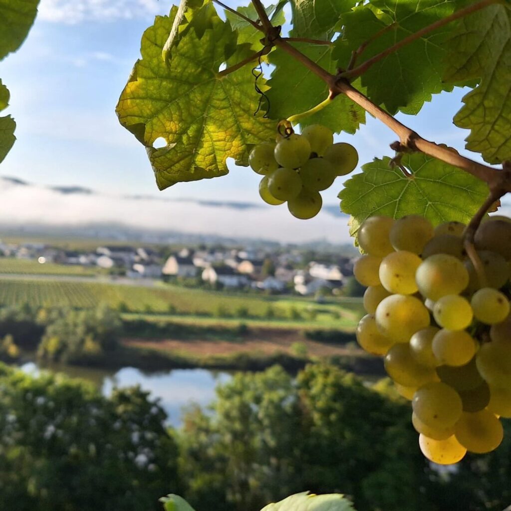 Instagram post from weingut.rauen. This post is in position 0.