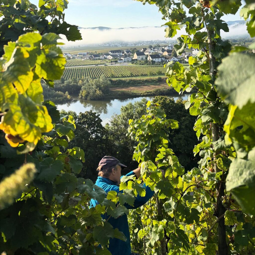Instagram post from weingut.rauen. This post is in position 4.