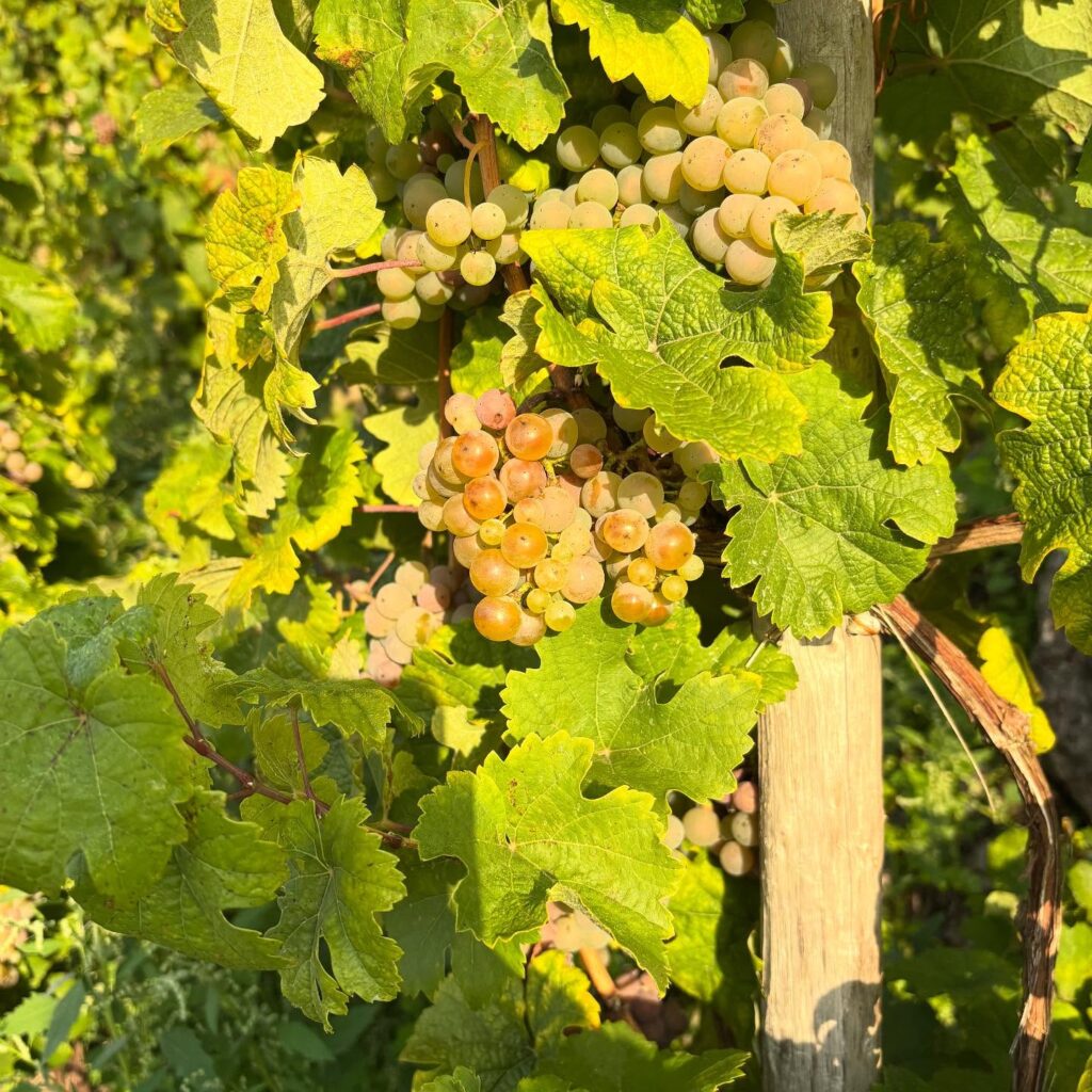 Instagram post from weingut.rauen. This post is in position 3.