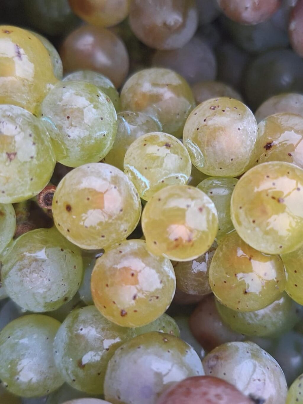 Instagram post from weingut.rauen. This post is in position 6.