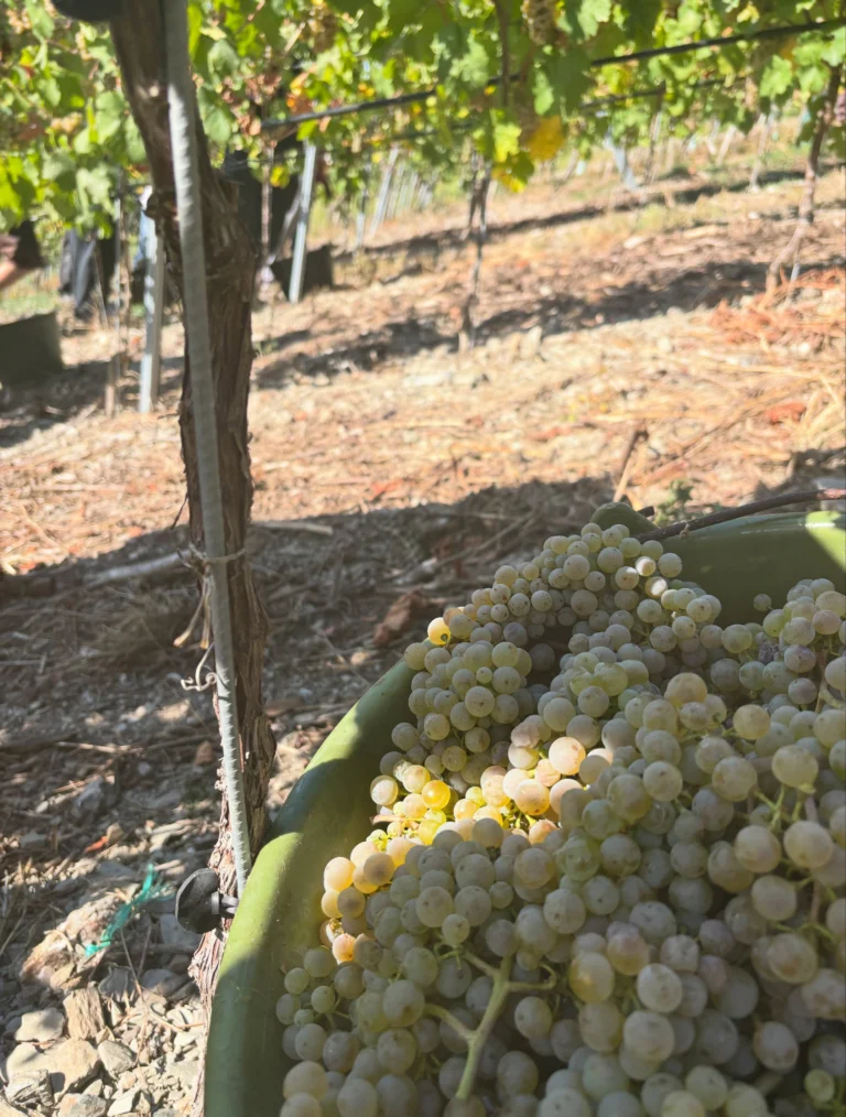 Instagram post from weingut.rauen. This post is in position 0.