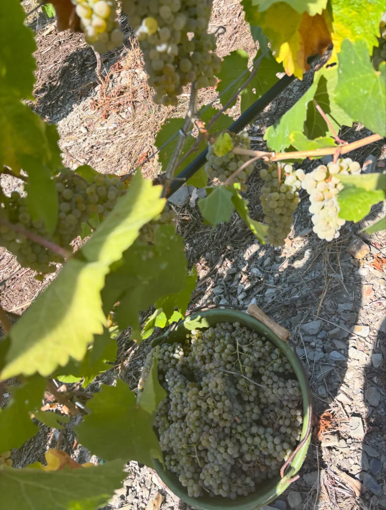 Instagram post from weingut.rauen. This post is in position 1.