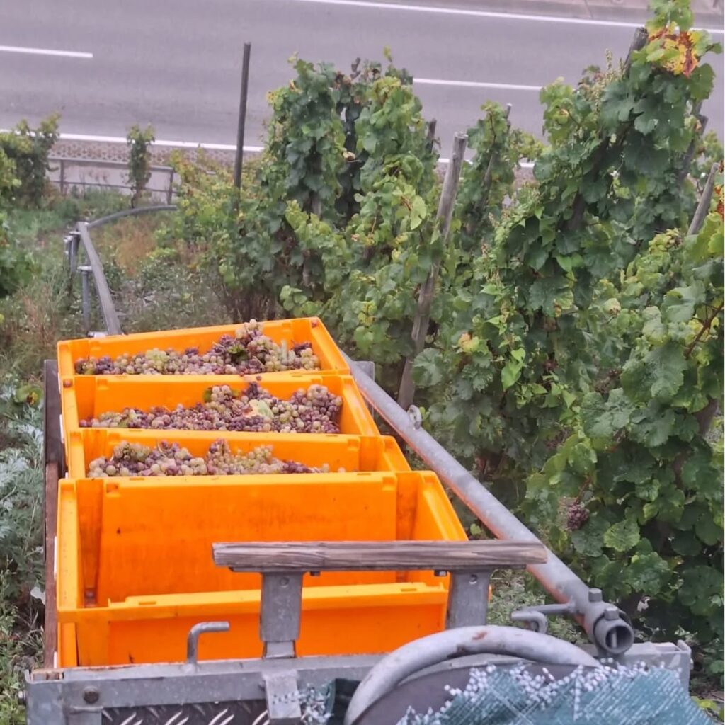 Instagram post from weingut.rauen. This post is in position 1.