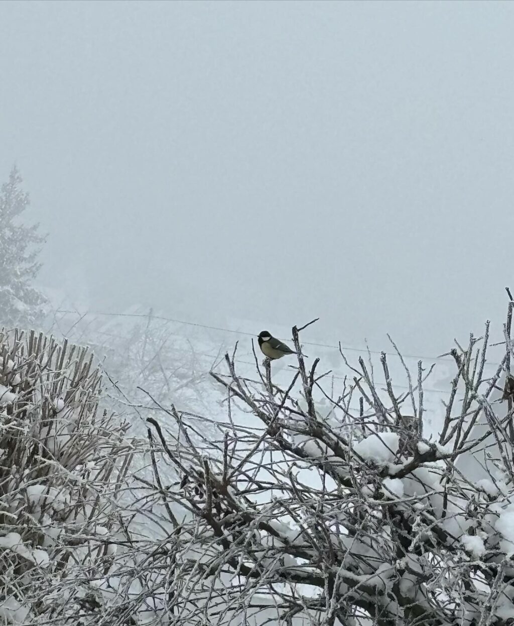 Instagram post from weingut.rauen. This post is in position 5.