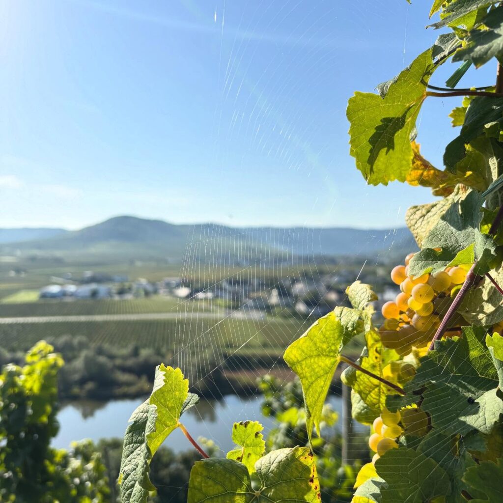 Instagram post from weingut.rauen. This post is in position 5.