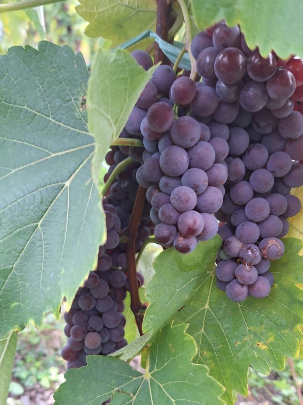 Instagram post from weingut.rauen. This post is in position 1.