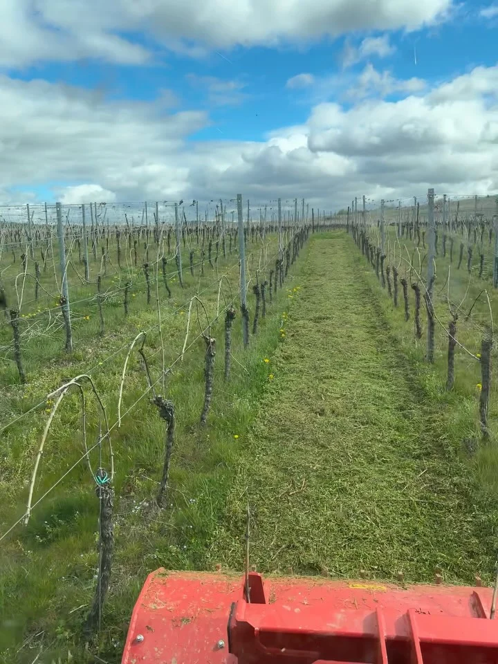 Instagram post from weingut.rauen. This post is in position 1.